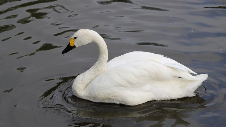 A Bewick swan floats on a river